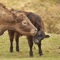 Picture of cow with calf