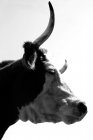 Picture of cow with long horns, portrait