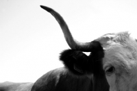 Picture of cow with long horns