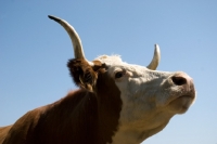 Picture of cow with long horns