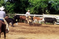Picture of cowboy cutting cattle