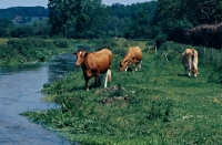 Picture of cows at a riverside in england