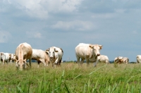 Picture of cows in Holland