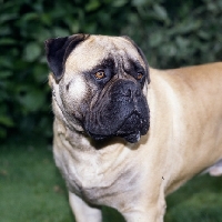 Picture of cracker, bullmastiff portrait