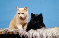 Picture of cream and black British short hair cats in studio