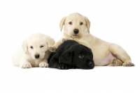 Picture of cream and black Labrador Puppies lying together isolated on a white background