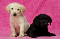 Picture of cream and Black Labrador Puppies on a pink background