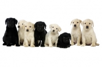 Picture of Cream and Black Labrador Puppies sat lined up on a white background
