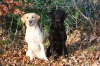 Picture of cream and black Labradors