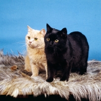 Picture of cream and black short hair cats in studio