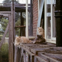 Picture of cream and blue cream long haired cats at home in run