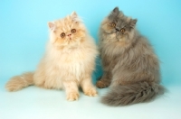 Picture of cream and blue cream persian cats