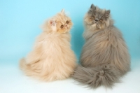 Picture of cream and blue tortie Persians