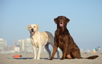Picture of cream and chocolate Labrador Retriever on beach