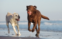 Picture of cream and chocolate Labrador Retrievers running on beach