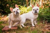 Picture of cream and honey pied French Bulldogs