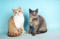 Picture of cream and white and blue cream British Shorthair kittens