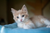 Picture of cream and white kitten lying down