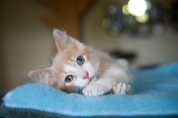 Picture of cream and white kitten lying on side