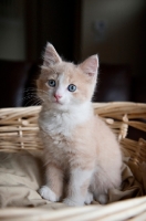 Picture of cream and white kitten sitting in basket