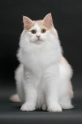 Picture of Cream and White Norwegian Forest cat, sitting down