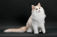 Picture of Cream and White Norwegian Forest cat, looking away