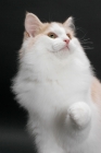 Picture of Cream and White Norwegian Forest cat, looking up