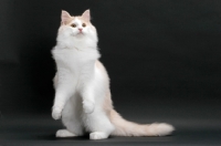 Picture of Cream and White Norwegian Forest cat, sitting up