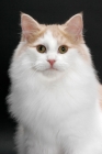 Picture of Cream and White Norwegian Forest cat, portrait
