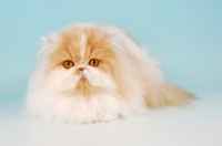 Picture of cream and white persian cat, lying down