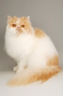 Picture of cream and white persian cat on grey background