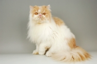 Picture of cream and white persian cat sitting on grey background