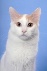 Picture of cream and white Turkish Van portrait