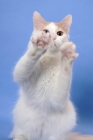 Picture of cream and white Turkish Van with paws up