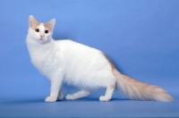 Picture of cream and white Turkish Van