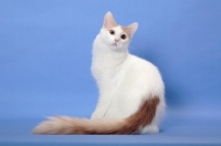 Picture of cream and white Turkish Van