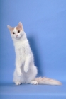 Picture of cream and white Turkish Van