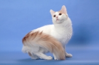 Picture of cream and white Turkish Van