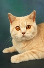 Picture of cream british shorthair cat portrait