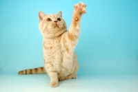 Picture of cream british shorthair cat reaching out