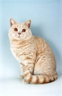 Picture of cream British Shorthair cat, sitting down