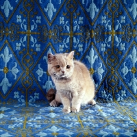 Picture of Cream british shorthair cat 