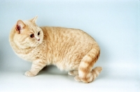 Picture of cream British Shorthair cat