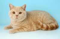 Picture of cream british shorthair cat