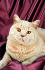 Picture of cream British Shorthair on satin