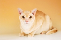 Picture of cream burmese crouching