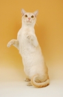 Picture of cream burmese jumping up
