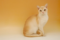 Picture of cream burmese on beige background