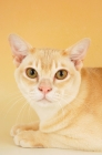 Picture of cream burmese portrait