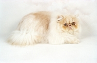 Picture of cream cameo Persian cat, lying down